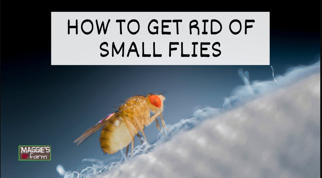 Kleine Fliegen in Pflanzen finden, entfernen und verhindern: Der ultimative Leitfaden: