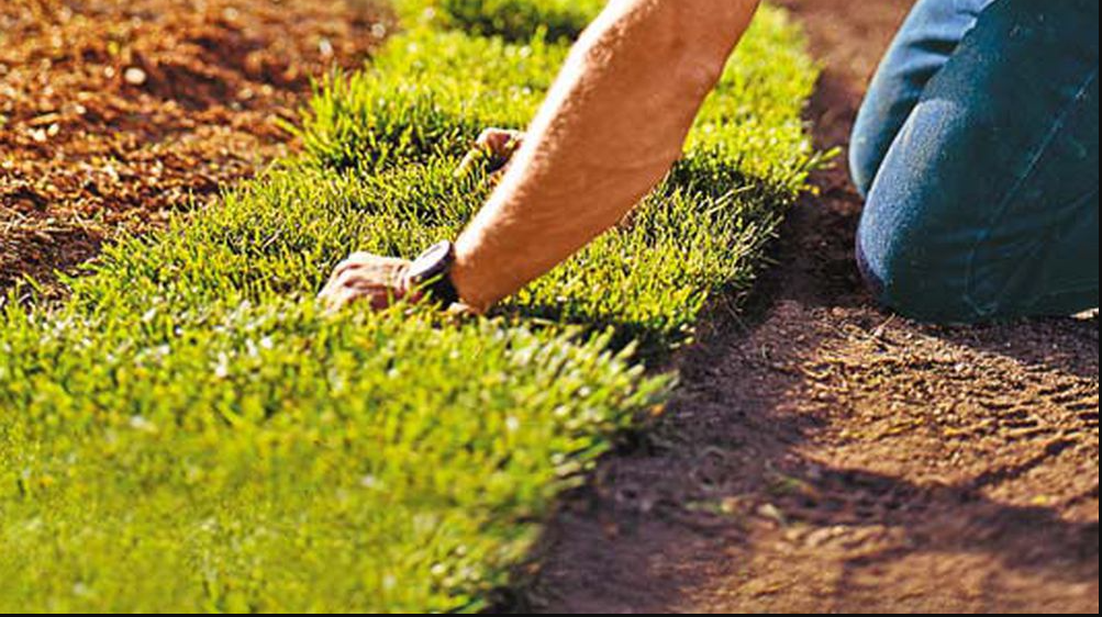 Rasen schleifen: Schritt für Schritt erklärt für einen schönen und gesunden Rasen: